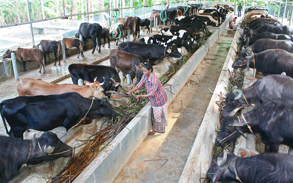 काठमाडौँमै गाई र भैँसीपालनबाट मासिक १० लाख आम्दानी