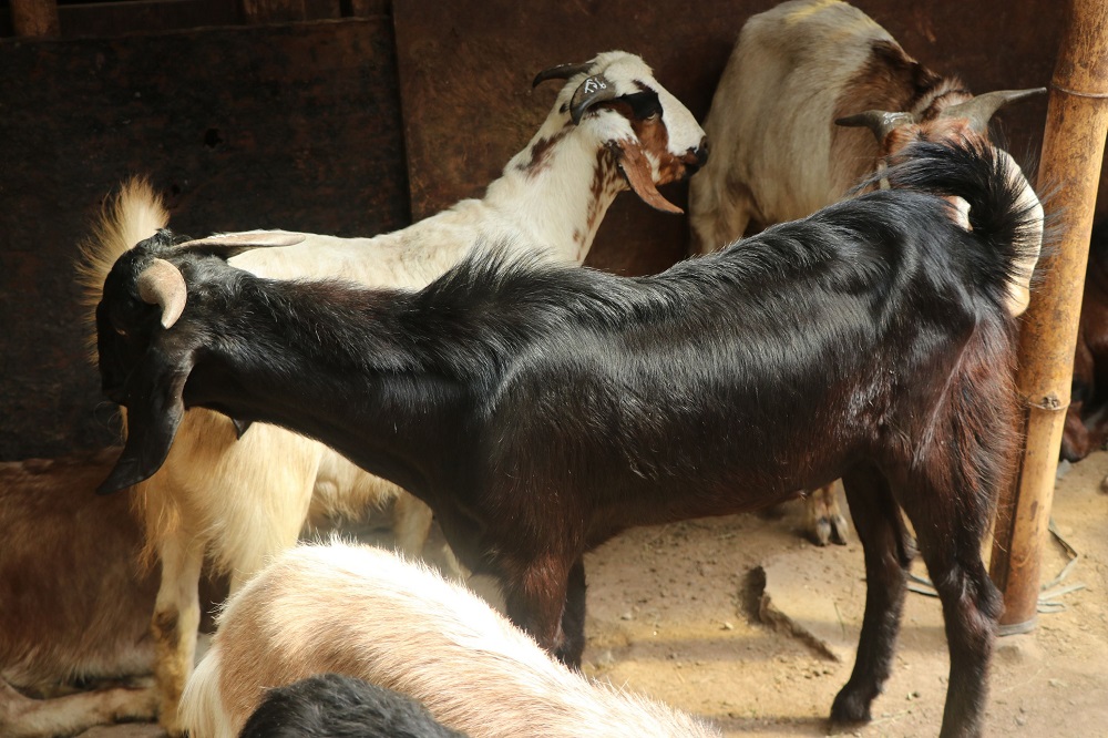 गाडीसँग तर्सिएर दर्जन बढी भेडाबाख्रा मरे