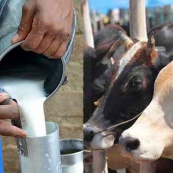 दूध बेचेर करोडौँ गाउँ भित्र्याउँछन् किसान