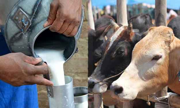 दूध बेचेर करोडौँ गाउँ भित्र्याउँछन् किसान