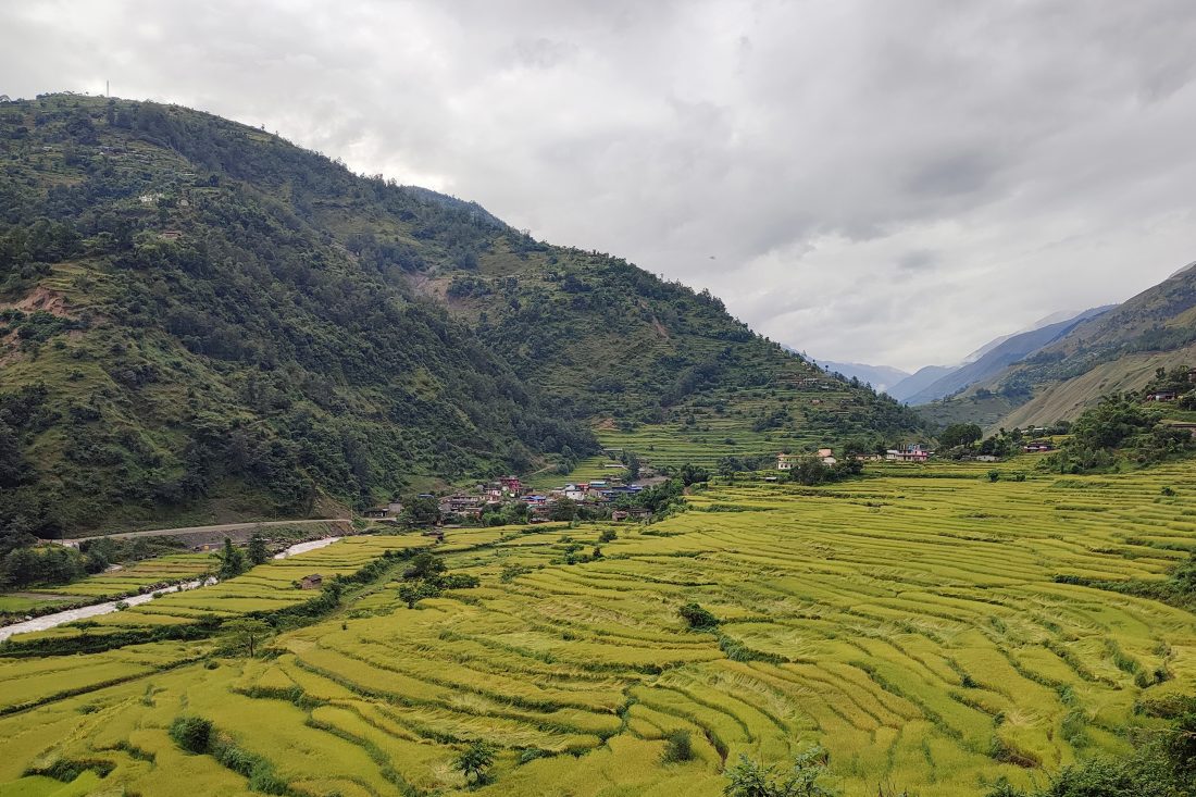 नेपालमा ६२ प्रतिशतमात्रै किसान परिवार, यस्तो छ ‘कृषि गणना’ को नतिजा