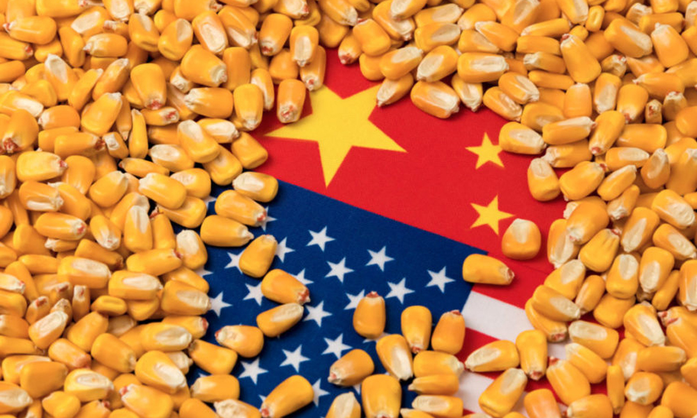अमेरिकी मकै आयात घटाउँदै चीन
