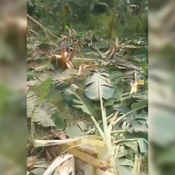 कोल्हबी नगरपालिकामा हात्ती आतंक, करिब ७ विगाहको केरा खेतीमा क्षति