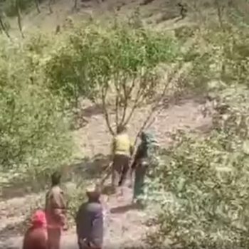 जुम्लामा स्थानीयले काटे फल लाग्दै गरेका १ हजार स्याउका बोट (भिडिओ)