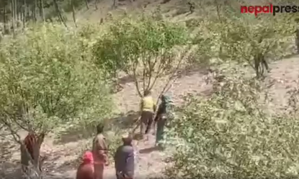 जुम्लामा स्थानीयले काटे फल लाग्दै गरेका १ हजार स्याउका बोट (भिडिओ)